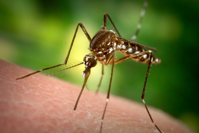Ученые придумали новый метод борьбы с комарами